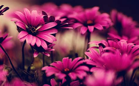 Pink Flower Wallpapers - Wallpaper Cave