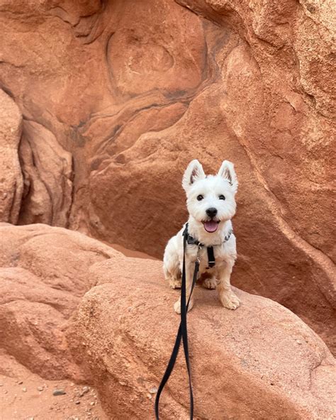 Ruffles the Traveling Westie West Highland Dog – feeling happy