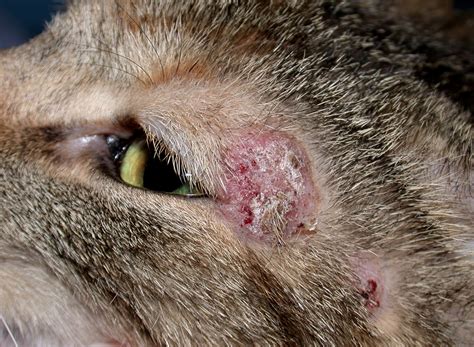Dermatofitosis perros y gatos - Sistema tegumentario - Manual de veterinaria de Merck