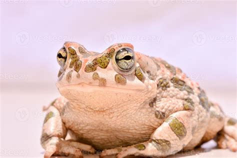 Brown spotted toad 19914221 Stock Photo at Vecteezy