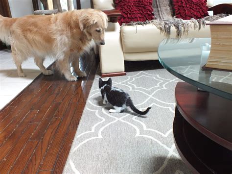 2015 Session 1 — Kitten Academy