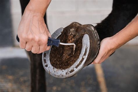 how to clean horse feet