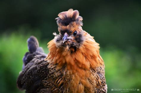 The World Is Beautiful - Chook Chooks – Another group of Fowl ...