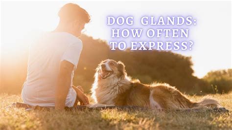 how to.express dog glands