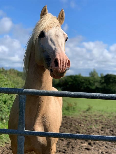 Stallion | Bartonhill Studs
