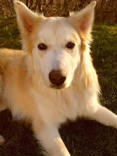Wolf - Husky Lab Mix