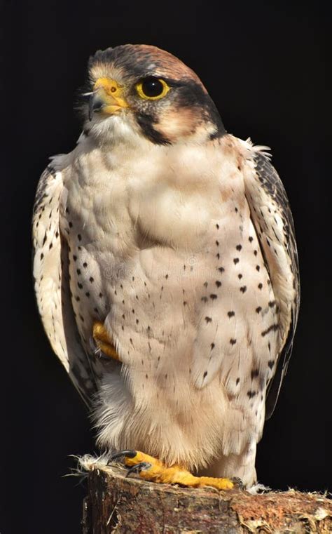 Falco-biarmicus Het Roofdier Werd Gefotografeerd In De Tsjechische ...