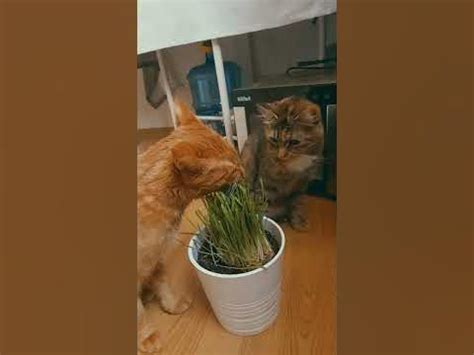 котики едят траву. - YouTube
