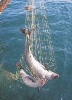 Навлизане на чуждоземни видове в Черно море