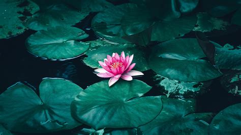 Lotus Flower Ultra HD Wallpapers - Wallpaper Cave
