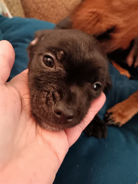 Chiweenie Puppies For Sale | Elwood, IN #570175 | Petzlover