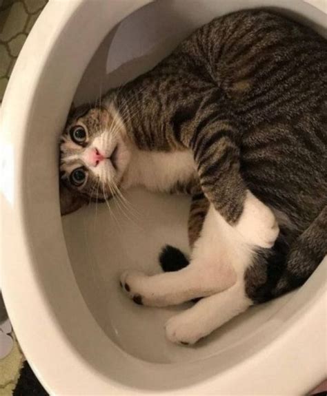 Кот в унитазе | Funny cat pictures, Funny cats, Funny animals