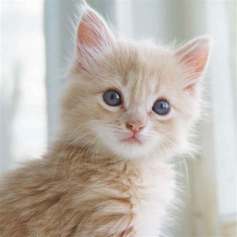 Download Kitty Pictures | Wallpapers.com