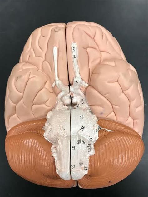Cranial Nerves (Model) Diagram | Quizlet