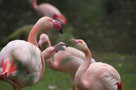 Flamingos Birds Nature - Free photo on Pixabay - Pixabay