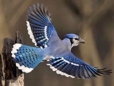 Blue Jay Facts | Blue Jay Behavior, Migration, Diet & Habitat