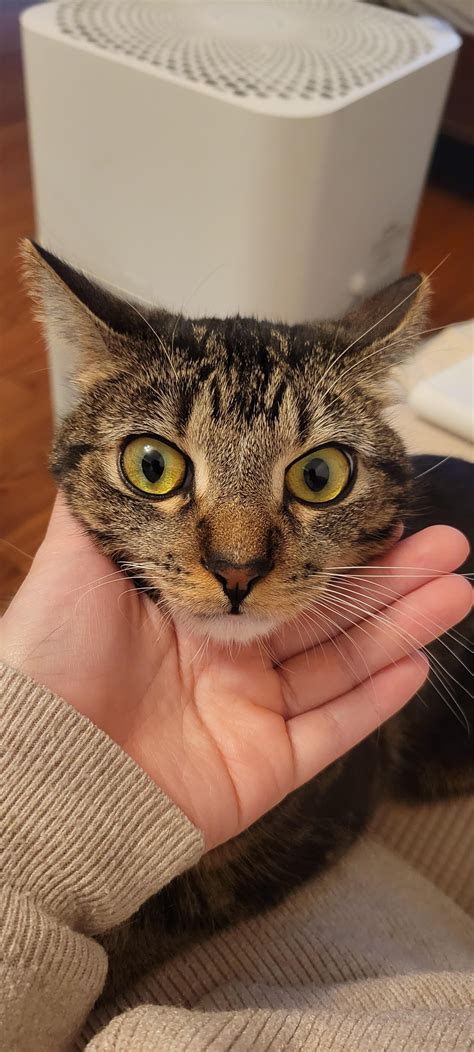 cats pupils different sizes 3