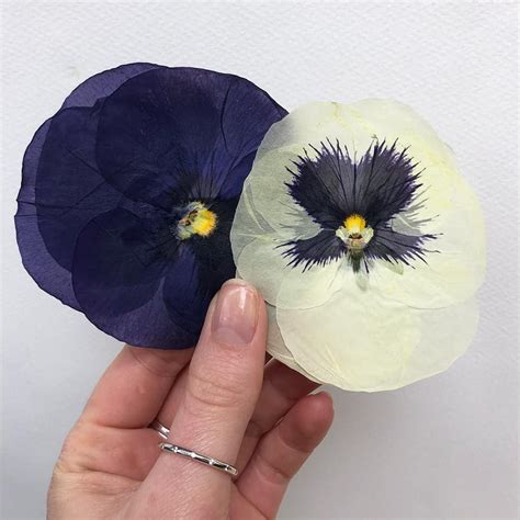 Pansy Pressed Edible Flowers (Giant) | Nurtured in Norfolk