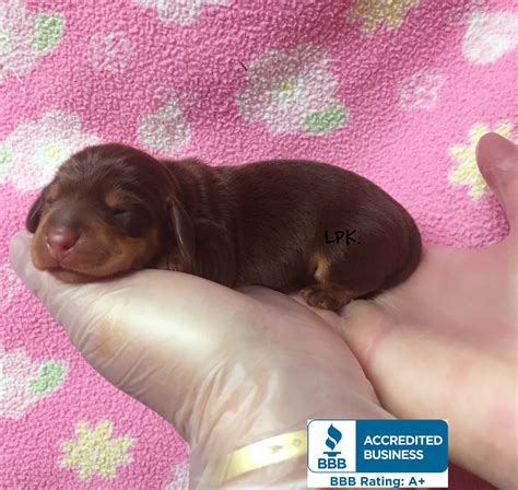 Mini Dachshund Pups