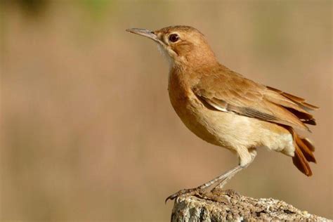 14 Wild Animals in Argentina [Wildlife in Argentina] - Kevmrc