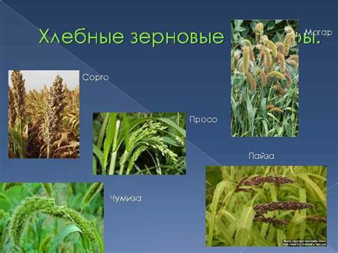 Зерновые культуры основа мирового сельского хозяйства