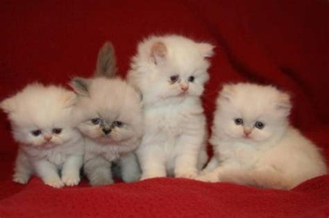 Think Twice Before you Buy A Teacup Persian Cat