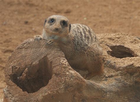 FARK.com: (4801057) Ugly-ass baby meerkats cuddle up with a plush ...