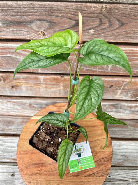 Monstera Siltepecana IN 4-INCH POT- ONLY AVAILABLE AT ORANGE BLOSSOM C