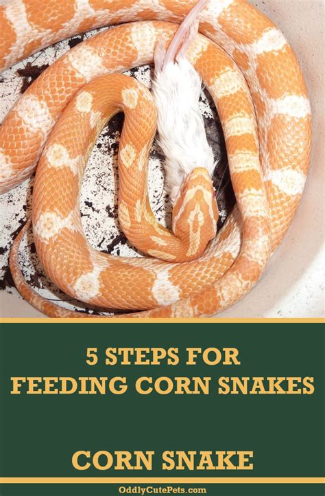 Corn Snake Feeding Chart