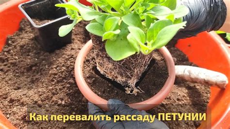 Как легко и просто переваливать рассаду петунии в горшки побольше - YouTube