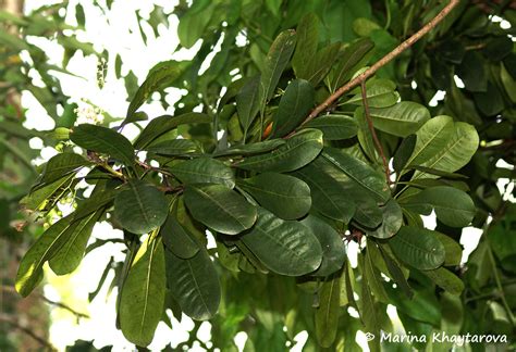 Trees of Tropical Asia - Buchanania
