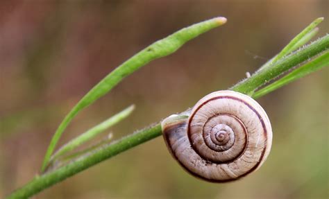Snail Nature Shell - Free photo on Pixabay - Pixabay