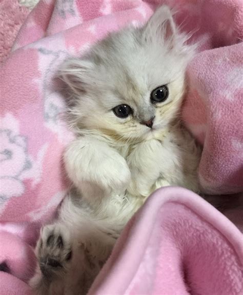 Cutest Baby Kitten In The World