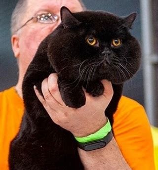 Пользователи соцсетей нашли самого щекастого кота в мире! Чёрный ...