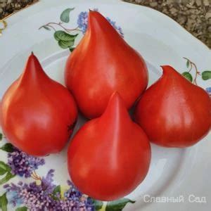Томат Щека Кертис (Curtis Cheek) - Американские сорта.
