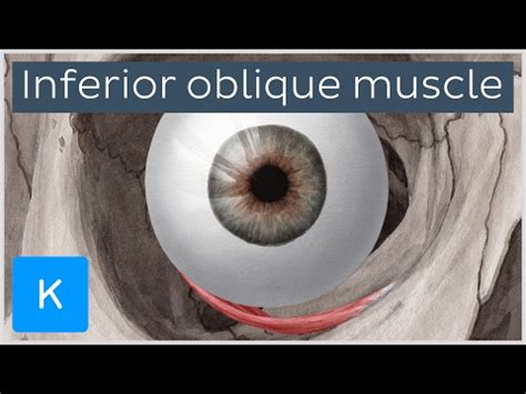 Inferior oblique muscle of the eye (musculus obliquus inferior bulbi) - Human Anatomy | Kenhub ...