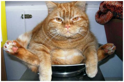 5 способов взвесить кота