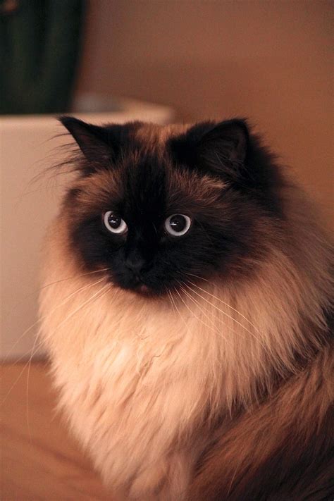 Siberian Cat - Neva Masquerade Dream's Cat, Cat Mom, Cutest Animals On ...