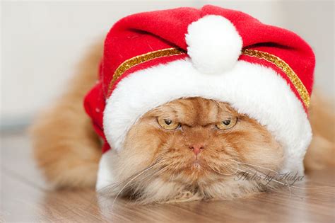 Garfi el gato con peor humor del mundo, vive enojado
