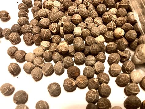 European Hackberry Tree Seeds (CELTIS AUSTRALIS) | TreeSeedMan.Com TREE