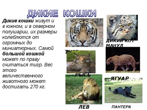 Дикие и домашние животные 1 класс