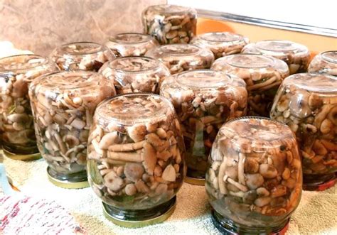 Маринованные опята на зиму - самые вкусные рецепты