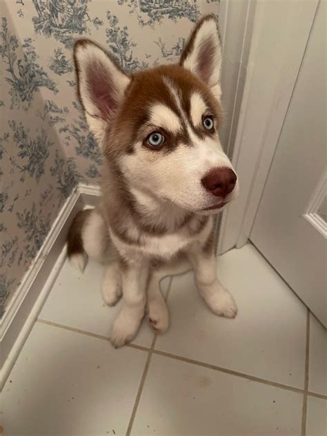 Teaching puppy : r/husky