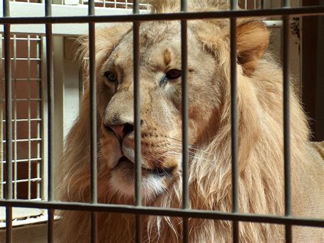 Lion Zoo - Free photo on Pixabay - Pixabay