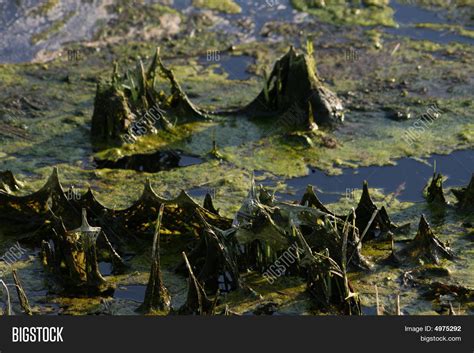 Dirty Water On Swamp Image & Photo (Free Trial) | Bigstock