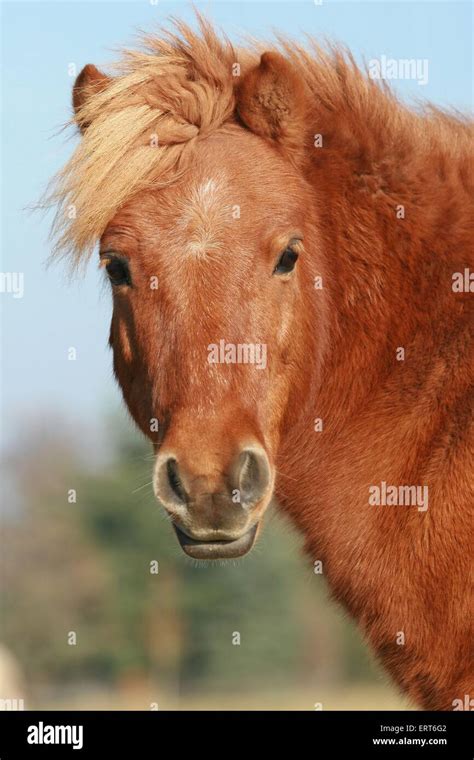 Shetland Pony Portrait Stock Photo - Alamy