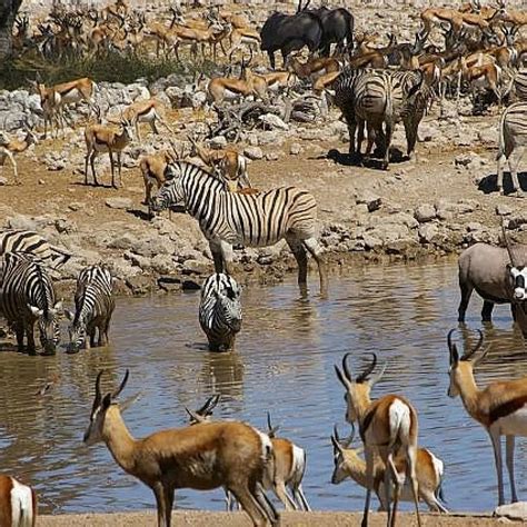 South African Photo Safari - Trips4Trade