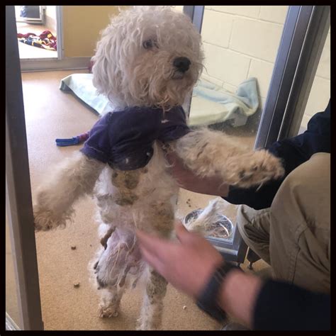 Ocean county animal shelter toms river nj