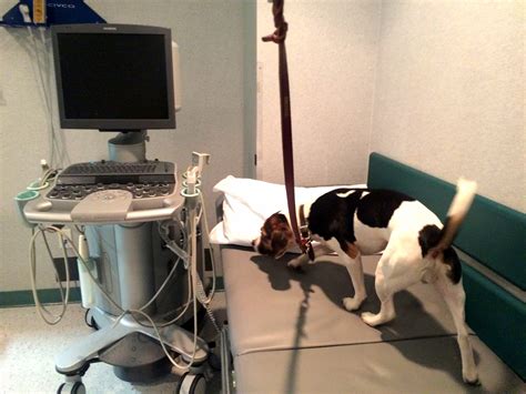 Best Bed Bug Exterminator In Nyc at Jamie Gibb blog