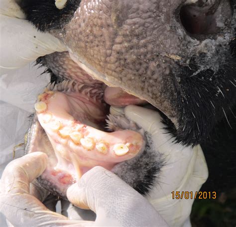 Gross Mouth Diseases